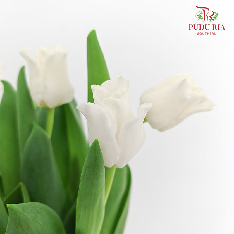 Tulip Liberstar White 皇冠郁金香 - (8-10 Stems)