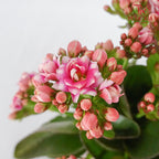 Kalanchoe 万紫千红 - Pink / White (S) - Pudu Ria Florist Southern