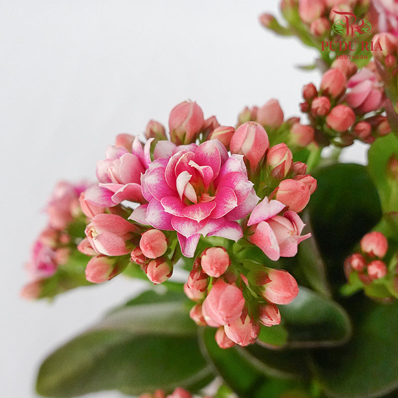 Kalanchoe 万紫千红 - Pink / White (S) - Pudu Ria Florist Southern
