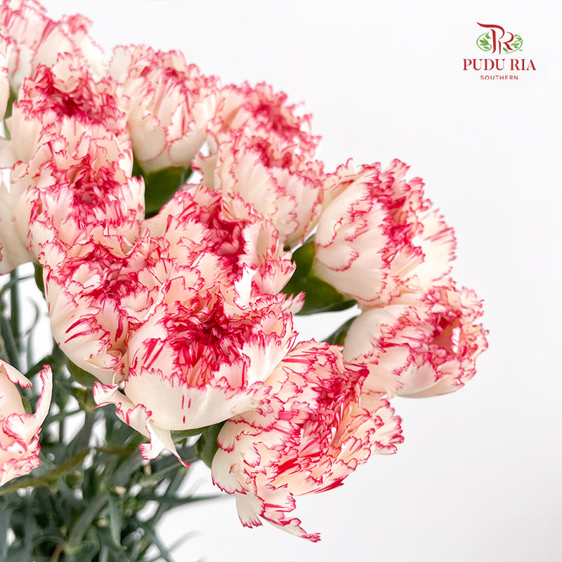 Carnation Seattle 西雅图康乃馨 - (18-20 Stems)