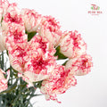 Carnation Seattle 西雅图康乃馨 - (18-20 Stems)