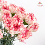 Carnation Seattle 西雅图康乃馨 - (18-20 Stems)