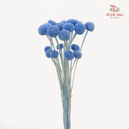 Dry Craspedia Bleached - Blue