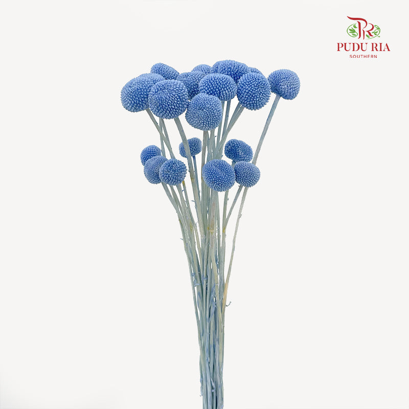 Dry Craspedia Bleached - Blue