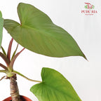 Homalomena Rubescens Maggy - Pudu Ria Florist Southern