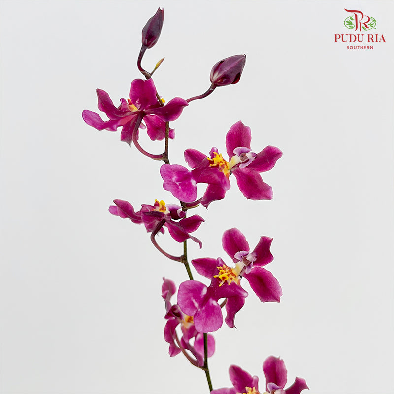 Treegrow Oncidium Plant Purple