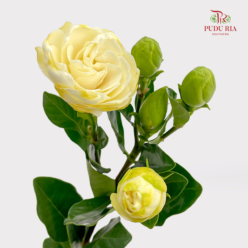 Gardenia - (Per Bundle)