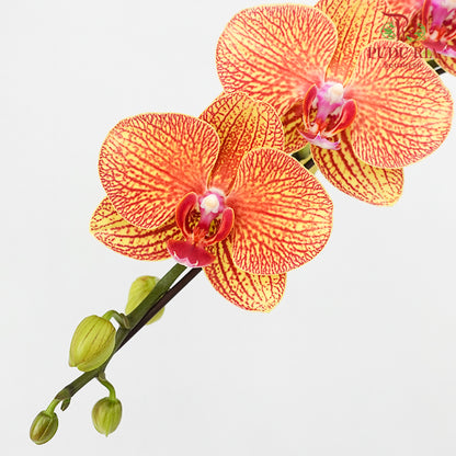 Phalaenopsis Orchid Orange Yellow Big Single Stem