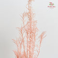 Dry Melaleuca Leaf Peach