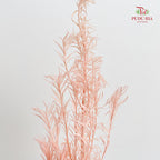 Dry Melaleuca Leaf Peach