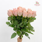 Rose Pomarosa - (8-10 Stems)