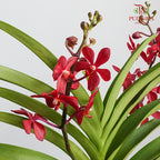 Mokara Orchid Pot - Red - Pudu Ria Florist Southern
