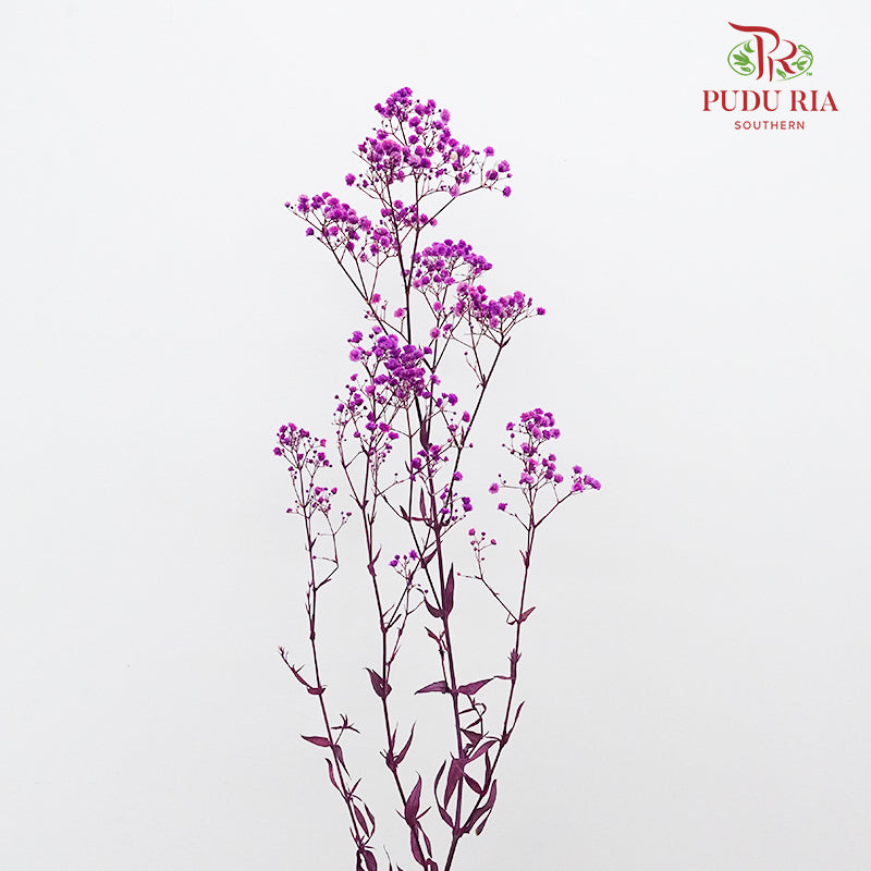 Preservative Baby Breath - Purple - Pudu Ria Florist Southern