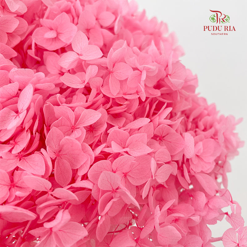 Preservative Hydrangea Small Petal -  Pink