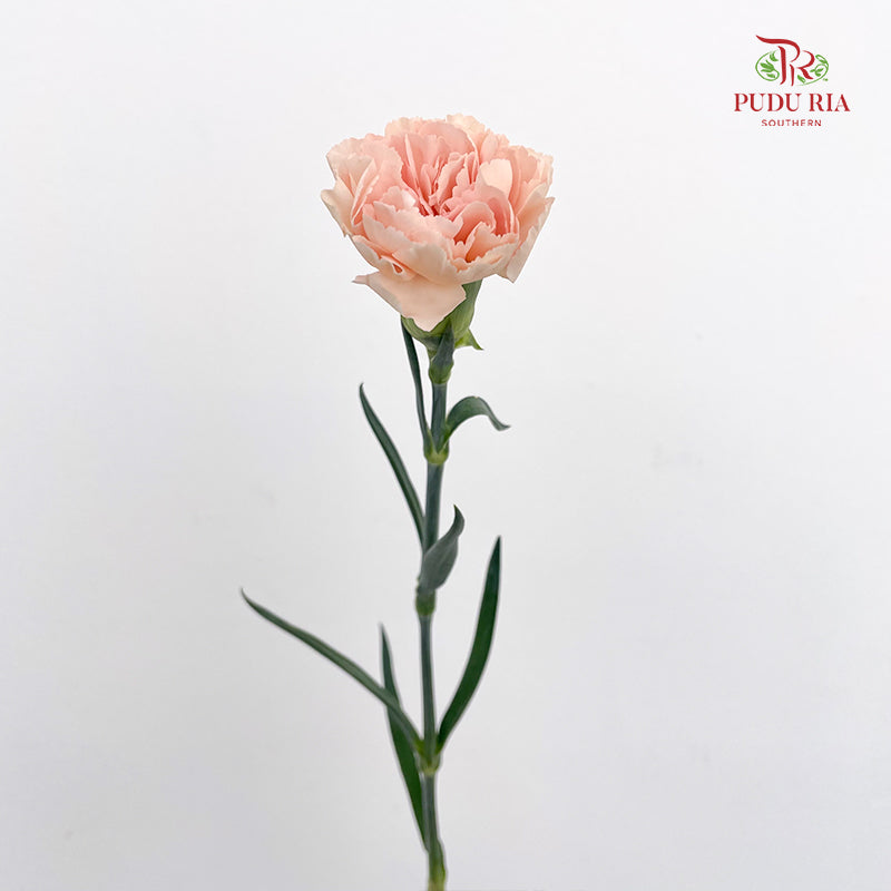 Carnation Turan Fragrance 图兰宜香康乃馨- (18-20 Stems)
