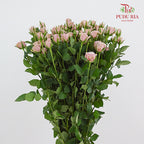 Rose Spray Lila - (8-10 Stems)