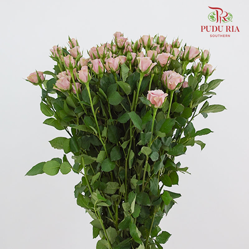 Rose Spray Lila - (8-10 Stems)
