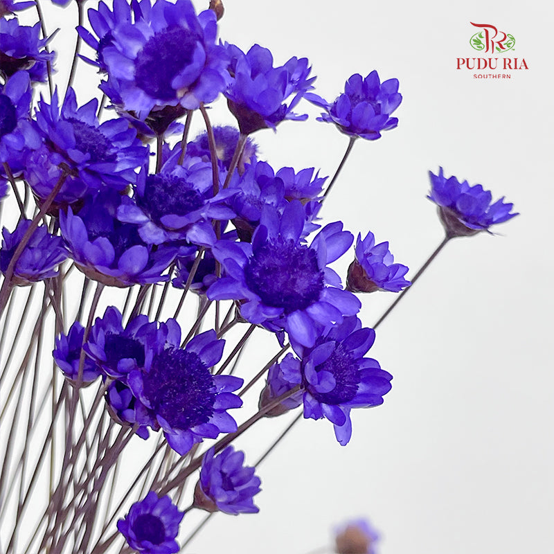 Dry Little Star Flower - Purple