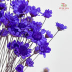 Dry Little Star Flower - Purple