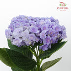 Hydrangea Multi Petals Purple / Per Stem - Pudu Ria Florist Southern