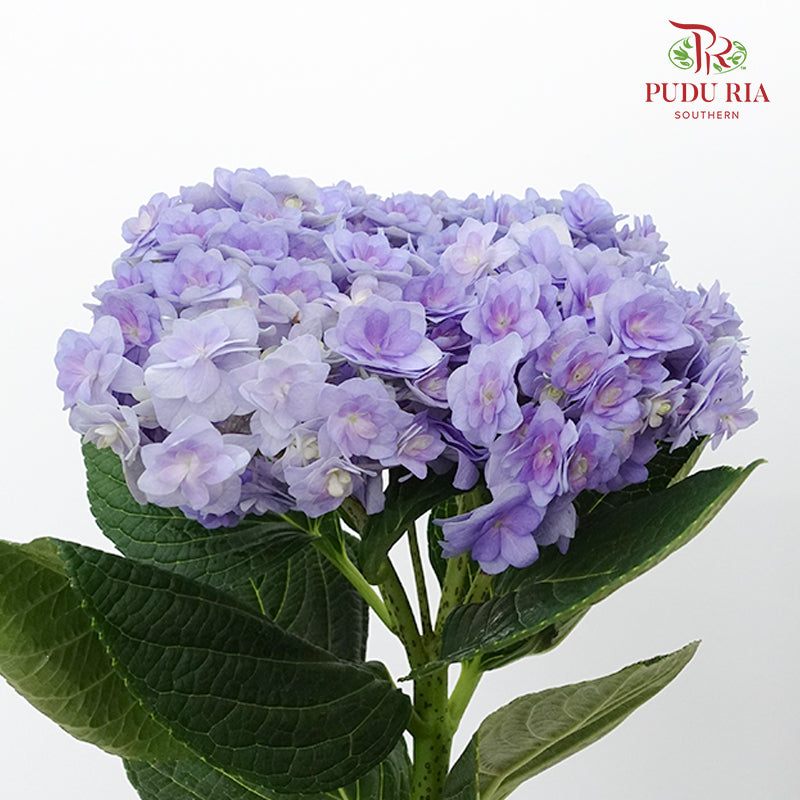 Hydrangea Multi Petals Purple / Per Stem - Pudu Ria Florist Southern