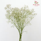 Baby's Breath White ( 5 Stems) - Pudu Ria Florist Southern