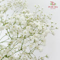 Baby's Breath White ( 5 Stems) - Pudu Ria Florist Southern