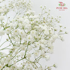 Baby's Breath White ( 5 Stems) - Pudu Ria Florist Southern