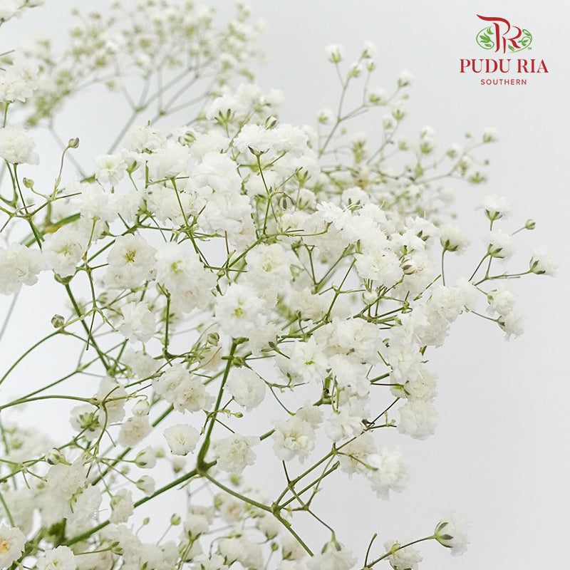 Baby's Breath White ( 5 Stems) - Pudu Ria Florist Southern
