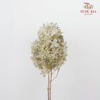 Preservative Hydrangea Peegee Beige - Pudu Ria Florist Southern