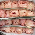 Rose Catherine - (8-10 Stems)