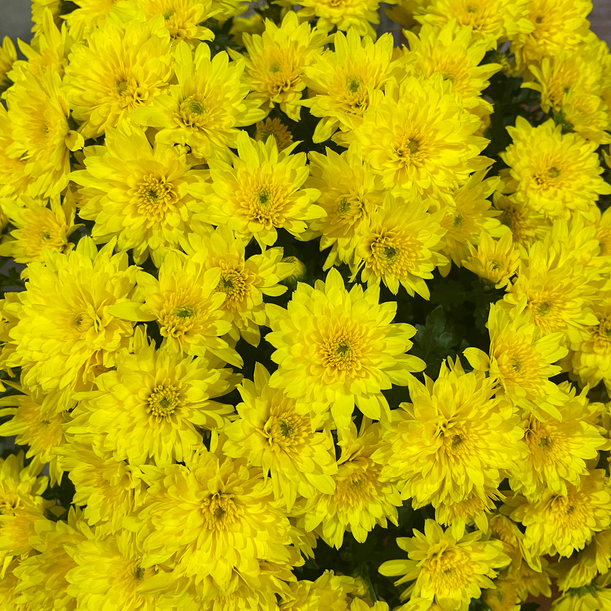 Chrysanthemum Pom-Pom 150P 菊花 2025