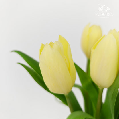 Tulip Light Yellow - (8-10 Stems)