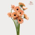 Gerbera Mini Orange 非洲菊 - (8-10 Stems)