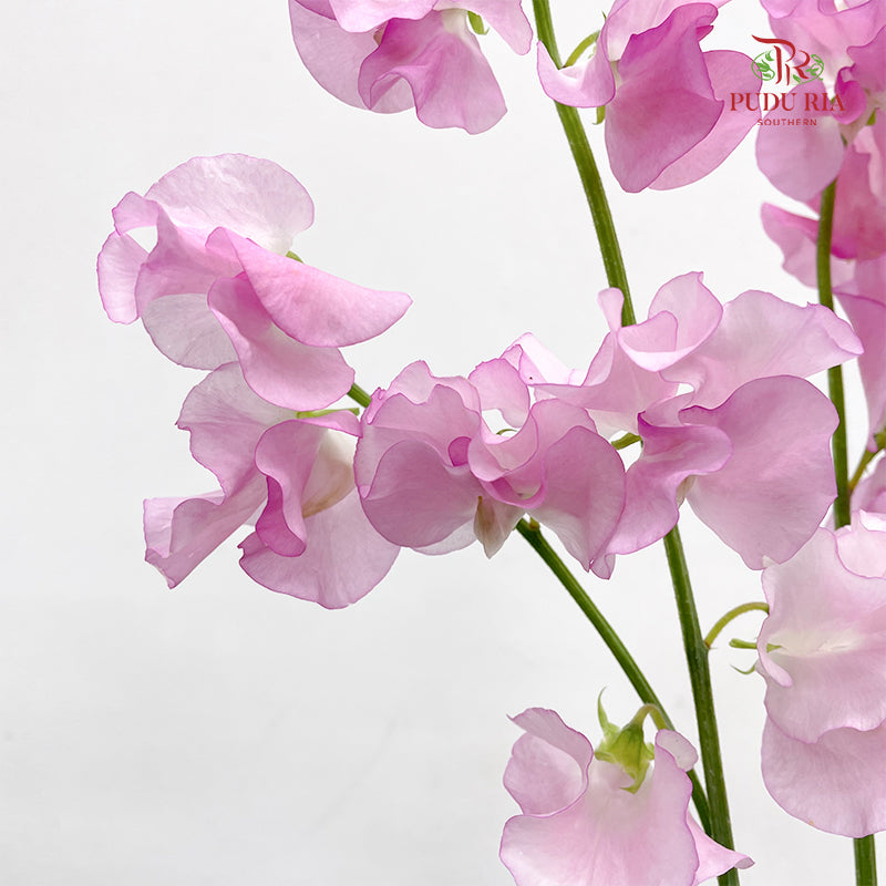 Sweet Pea Pink 香豌豆 - (5 Stems)