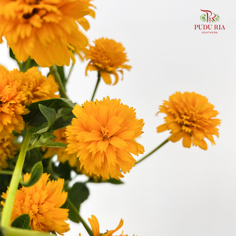 Heliopsis Helianthoides - (5 Stems)