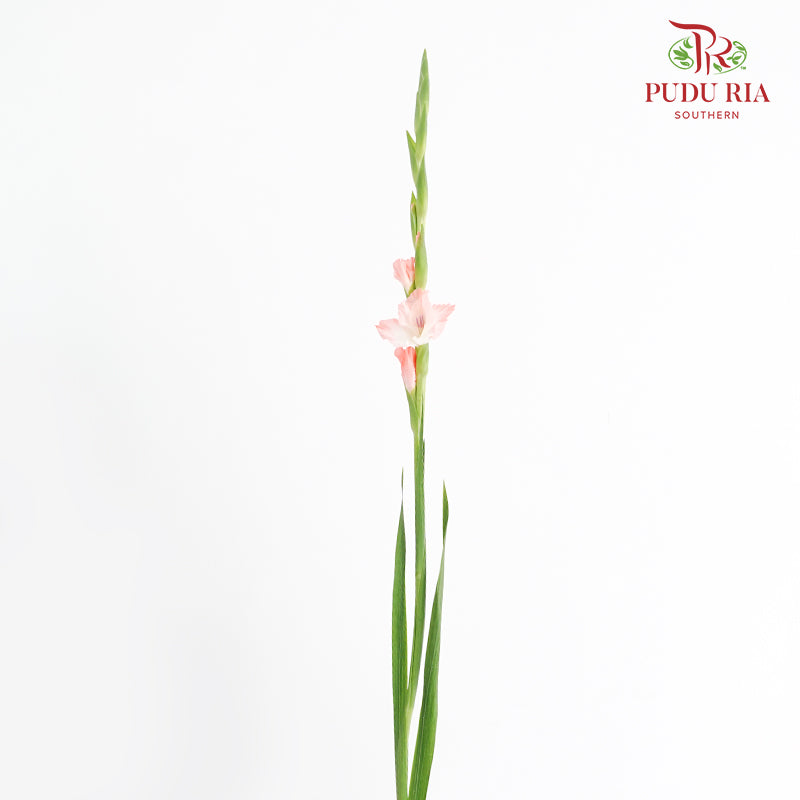 Gladiolus - Pink - (10 Stems)
