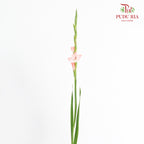 Gladiolus Pink - ( 9 - 10 Stems)