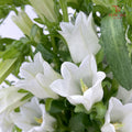 Campanula White 风铃草 - (Per Bundle)