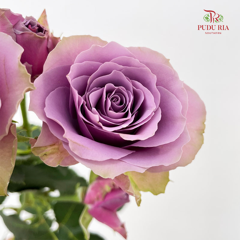 Rose Spray Purple Sky - (8-10 Stems)
