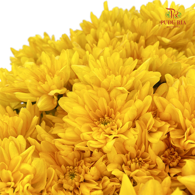 Chrysanthemum Pompom Yellow / Orange 1 - (10-12 Stems)