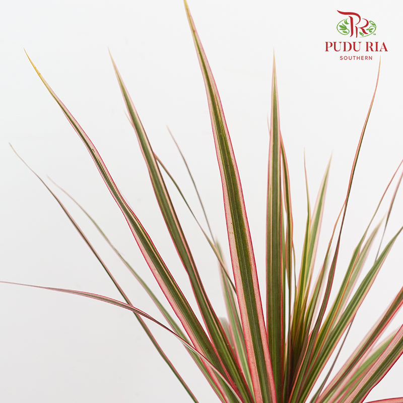 Marginata Red - (5 Stems)