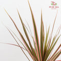 Marginata Red - (5 Stems)