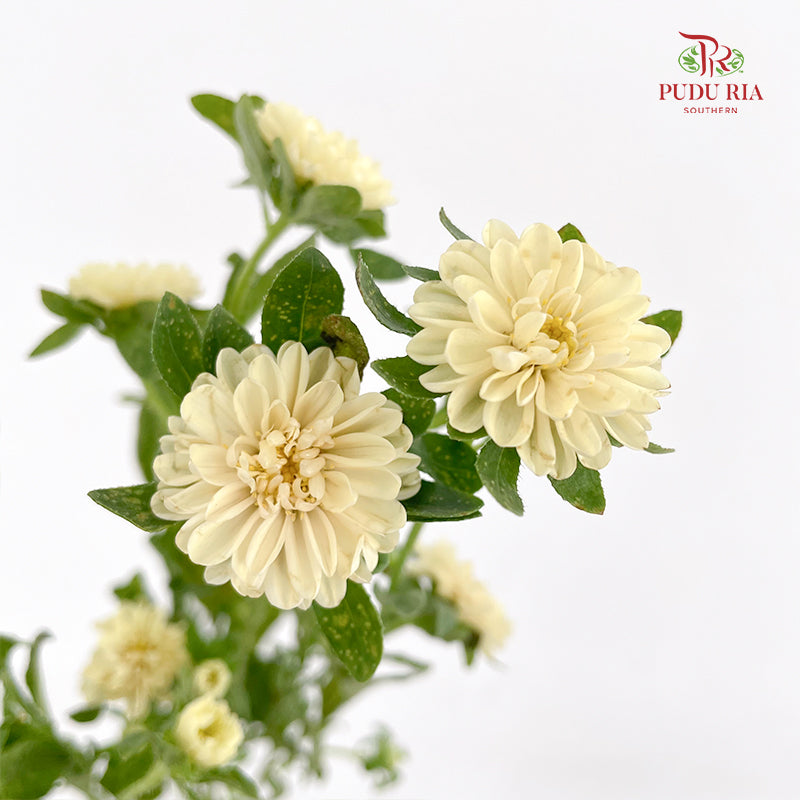 Mini Aster 迷你翠菊 Yellow - (Per Bundle)