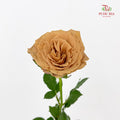 Rose Toffe - (8-10 Stems)