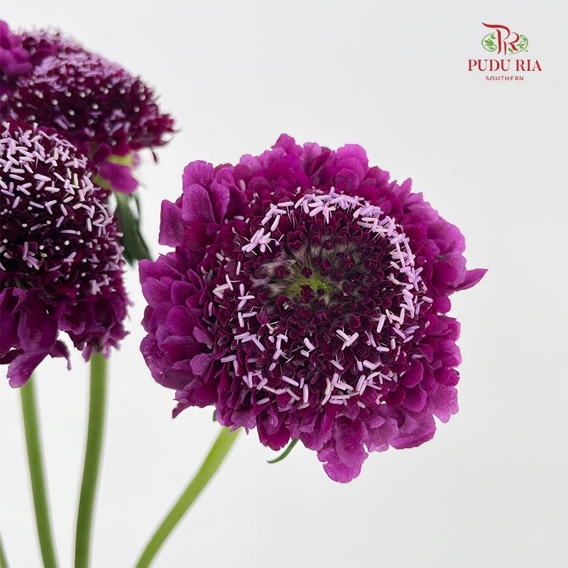 Scabiosa Purple 蓝盆花 - (Per Bundle)