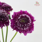 Scabiosa Purple 蓝盆花 - (Per Bundle)