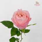 Rose Catherine - (8-10 Stems)