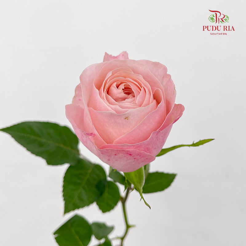 Rose Catherine - (8-10 Stems)