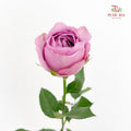 Rose Dark Purple - (19-20 Stems)